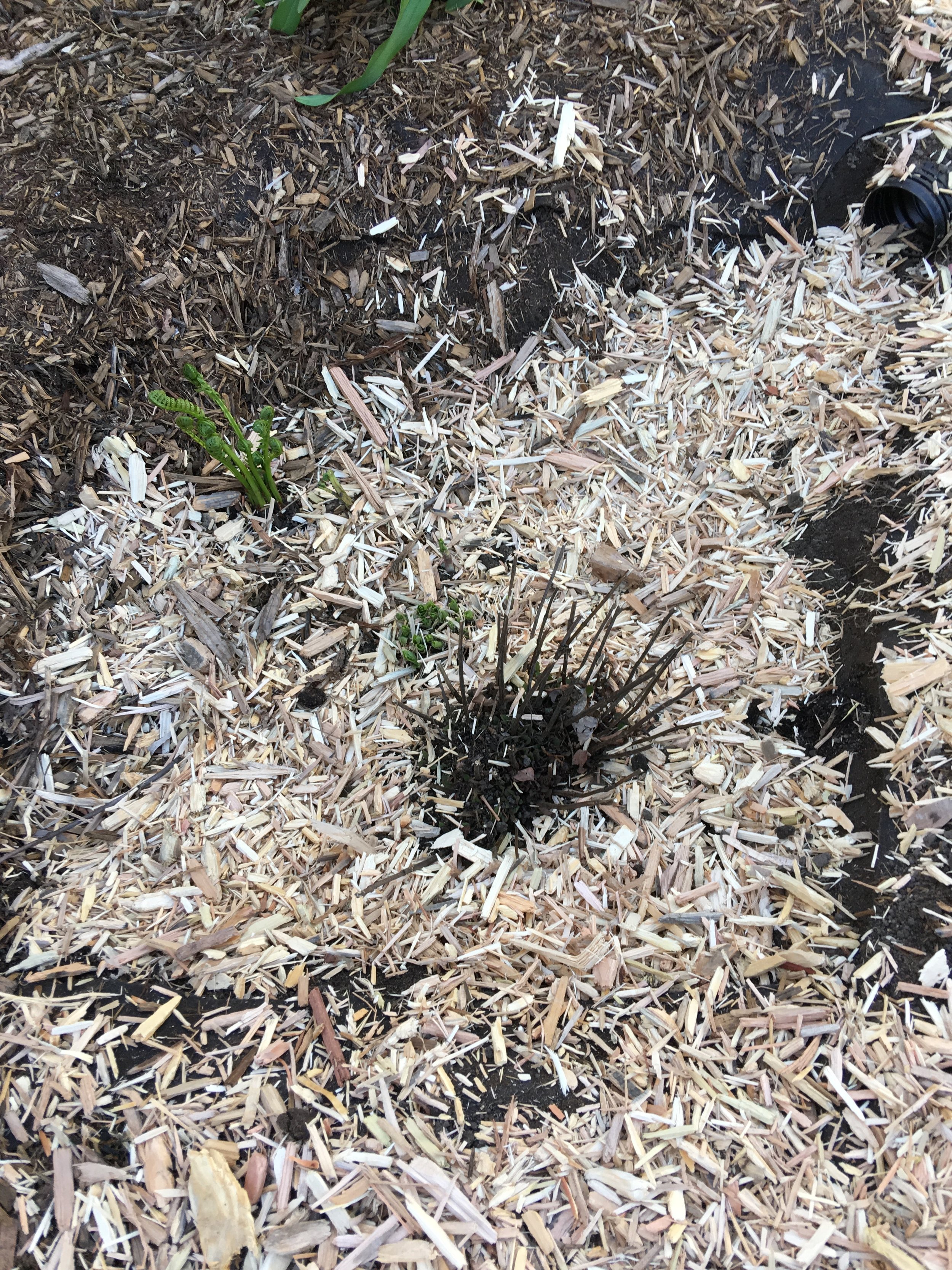 The 3 foot by 3 foot rain garden with the pipe outlet to the right