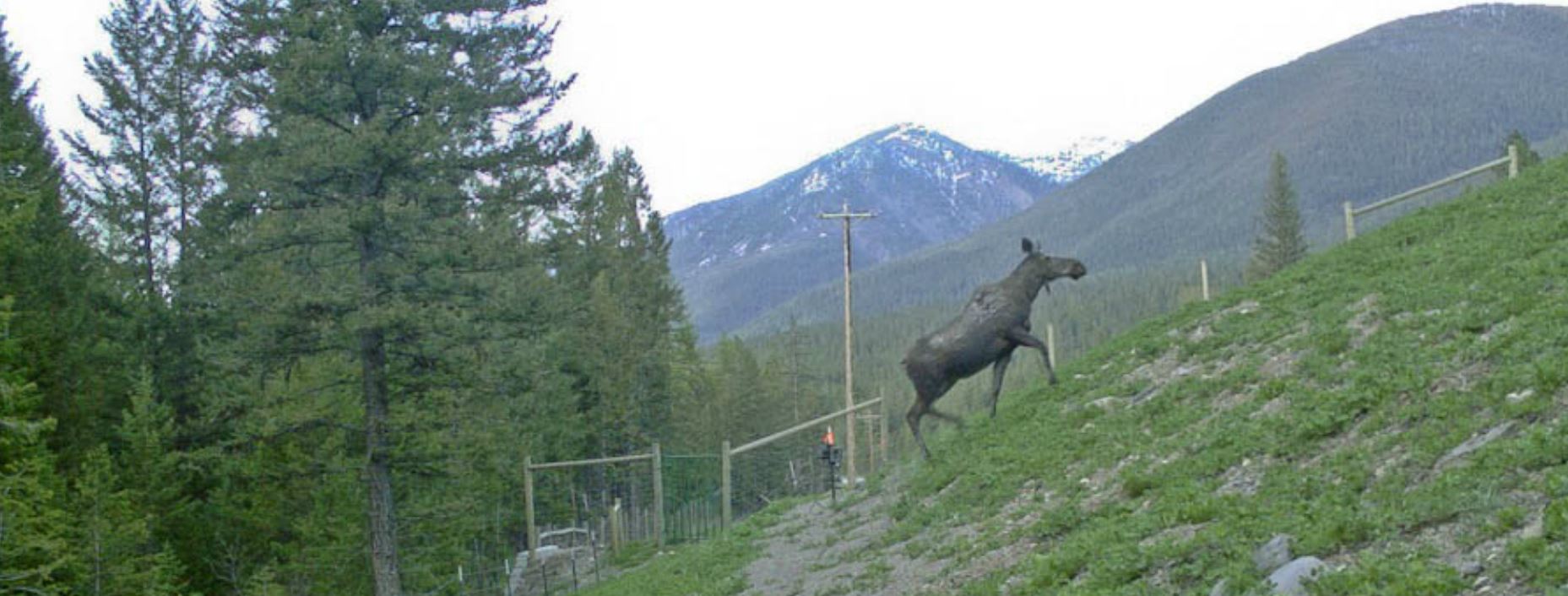 A moose being encourage to the overpass through installed fencing (photo courtesy ofPeoples Way Wildlife Crossing)