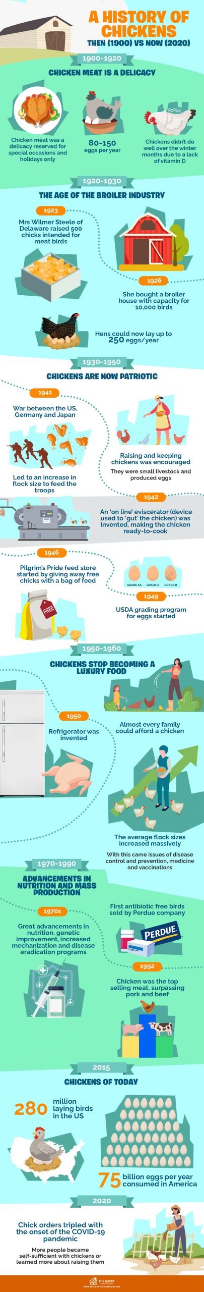 History of Chickens Graphic