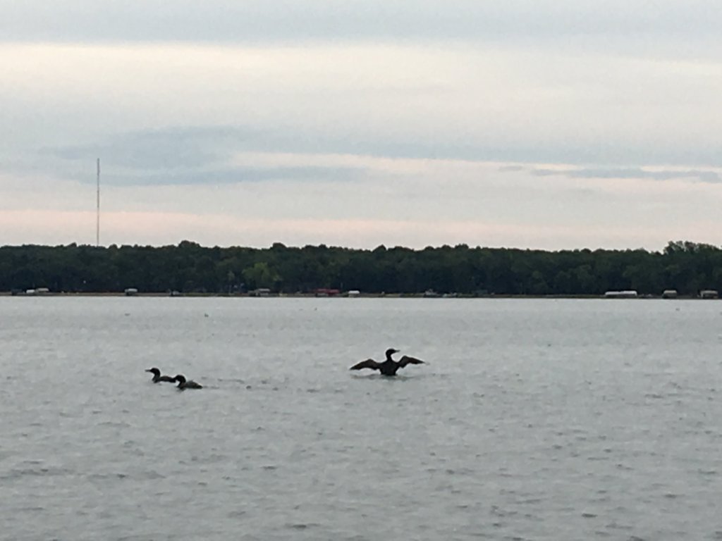 Protecting Minnesota’s Wildlife: A Personal Reflection