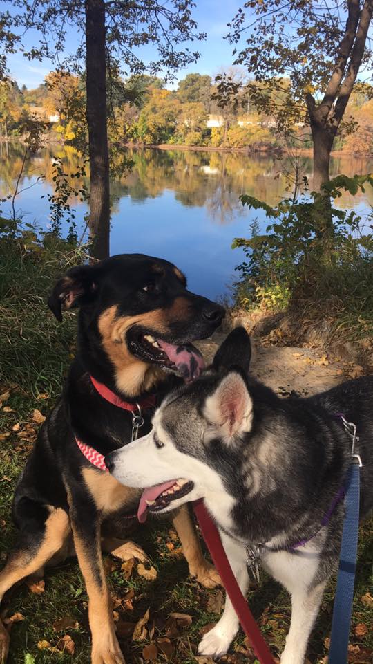 View of the Mississippi River in the background with my running buddies posing nicely (this was taken last fall when we still had leaves on the trees)
