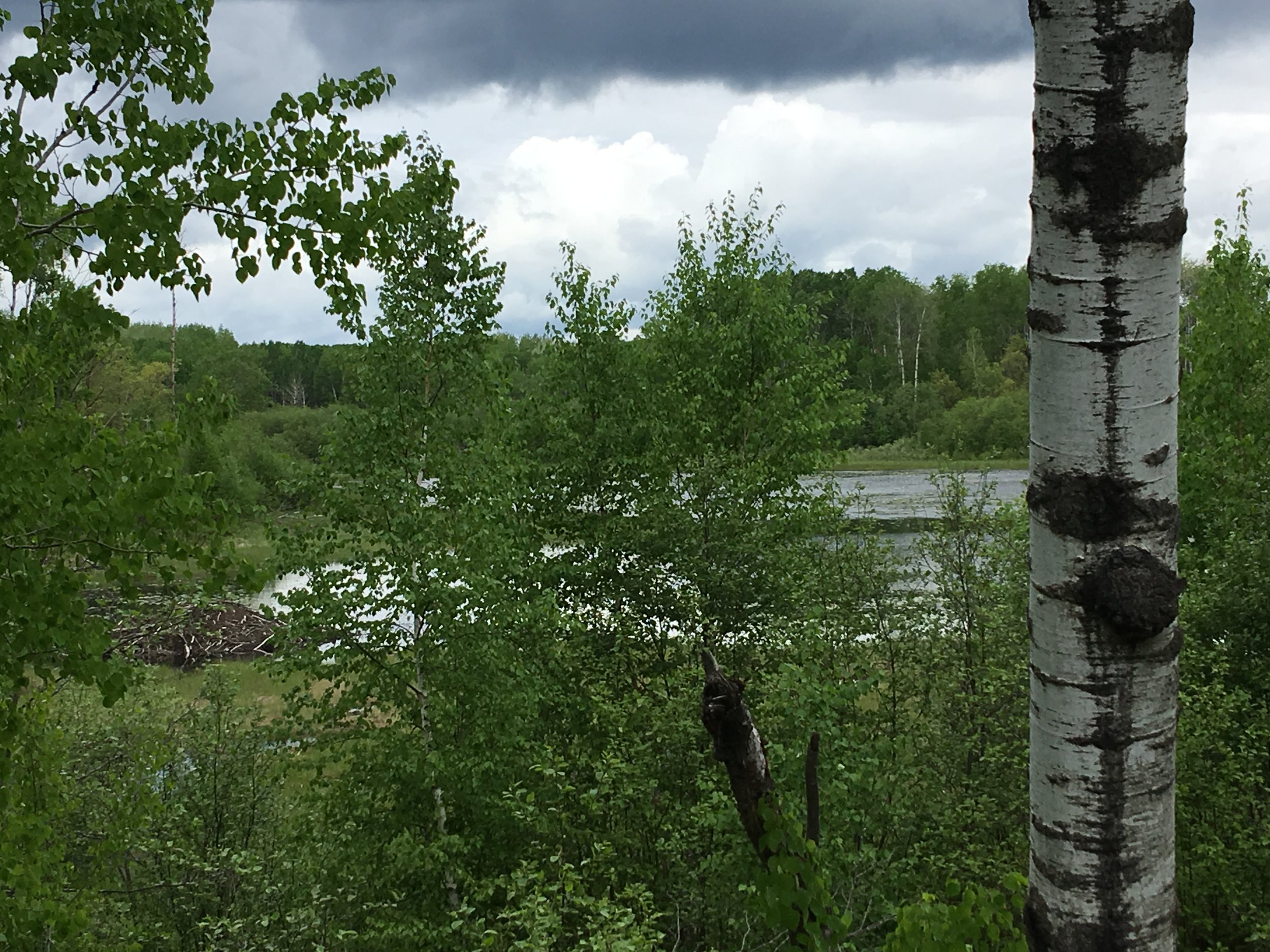 Forested area along the trail, with a beaver dam to the left