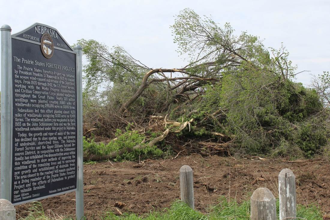 Historic marker at the Schleusener Farm (now removed) next to the cleared trees (photo courtesy of the theoddessyonline.com)
