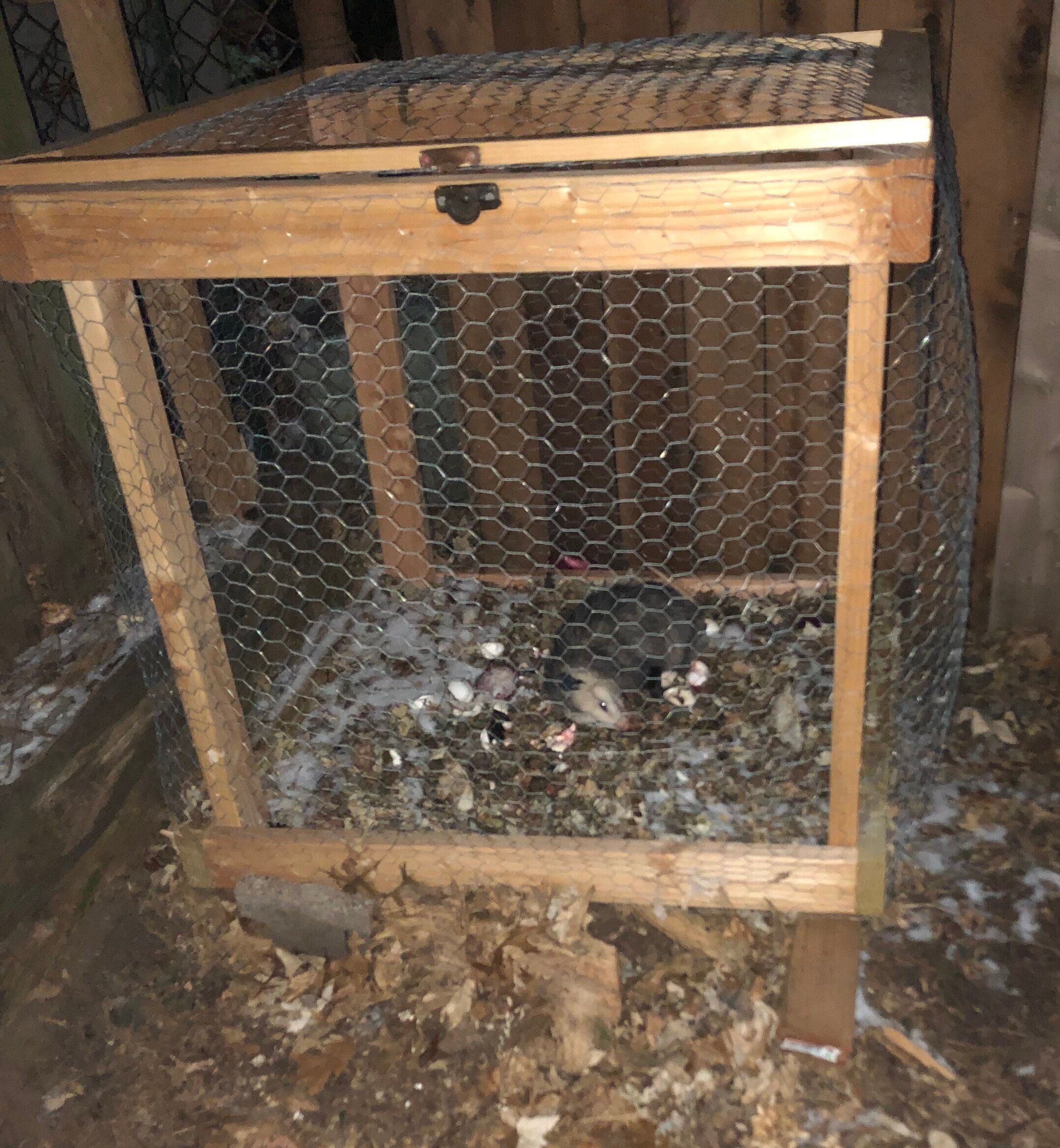 The opossum after he gorged himself on several moldy hamburger buns, banana peels, and vegetable stems